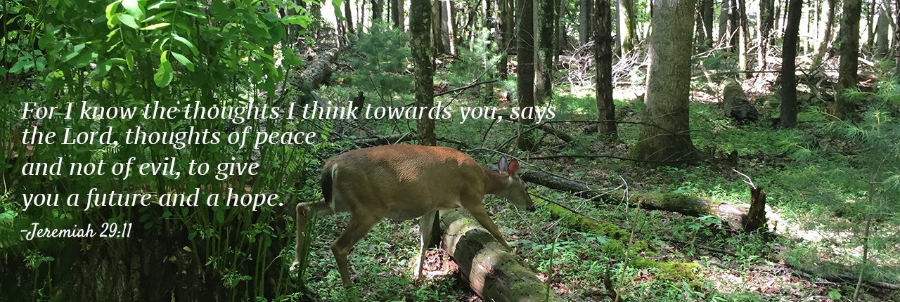Deer stepping over log. For I know the thoughts I think towards you, says the lord, thoughts of peace and not of evil, to give you a future and a hope. - Jeremiah 29:11